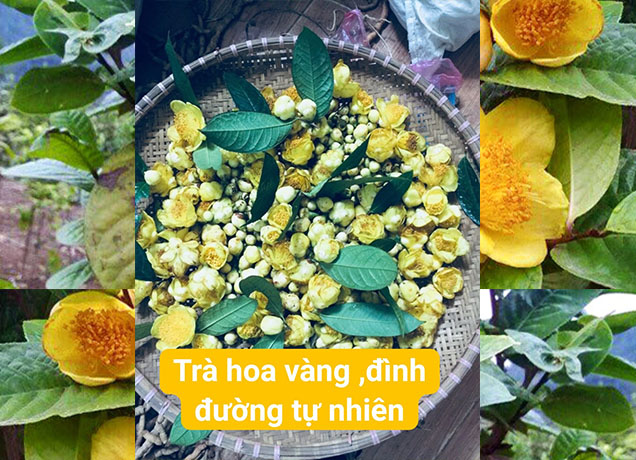 Trà hoa vàng